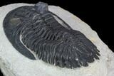 Detailed Hollardops Trilobite - Visible Eye Facets #125219-4